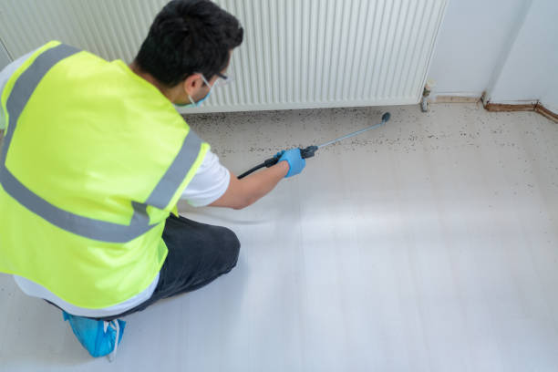 Best Termite Inspection and Treatment  in Colma, CA